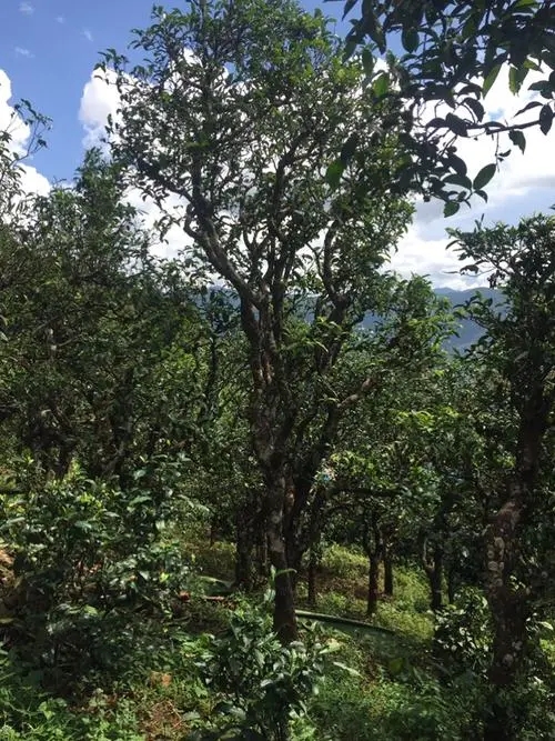 2021年冰島地界古樹秋茶特點(diǎn)？