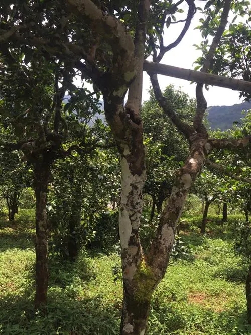 2021年冰島地界古樹秋茶口感？