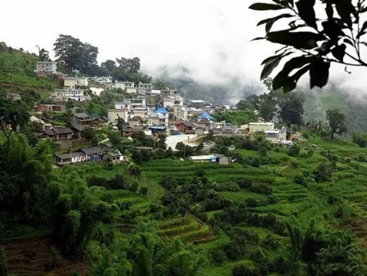 2021年冰島壩歪古樹秋茶口感？