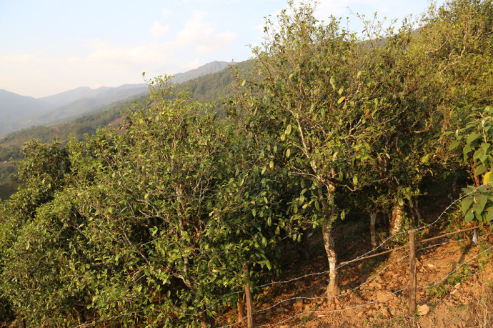 2021冰島壩歪古樹秋茶口感最接近冰島老寨！