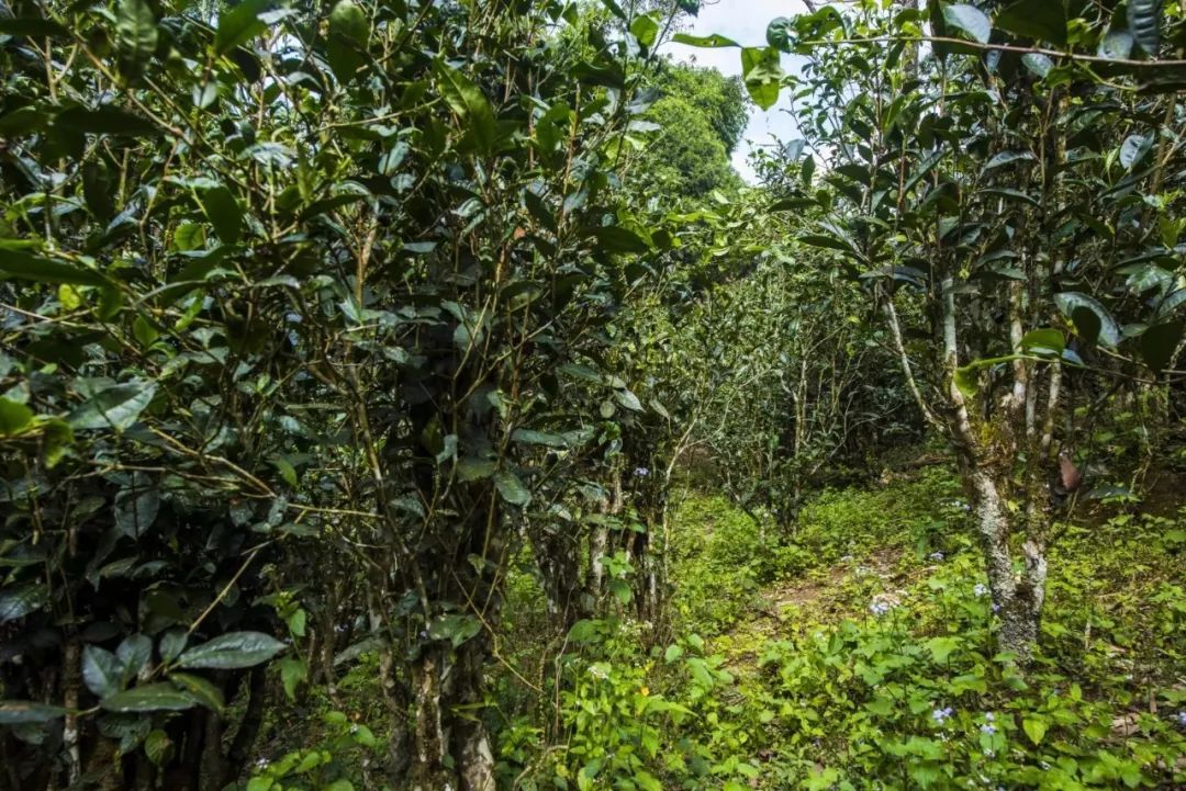 2021年冰島糯伍古樹秋茶口感是什么？