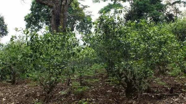 2021年冰島糯伍古樹秋茶多少錢一公斤？