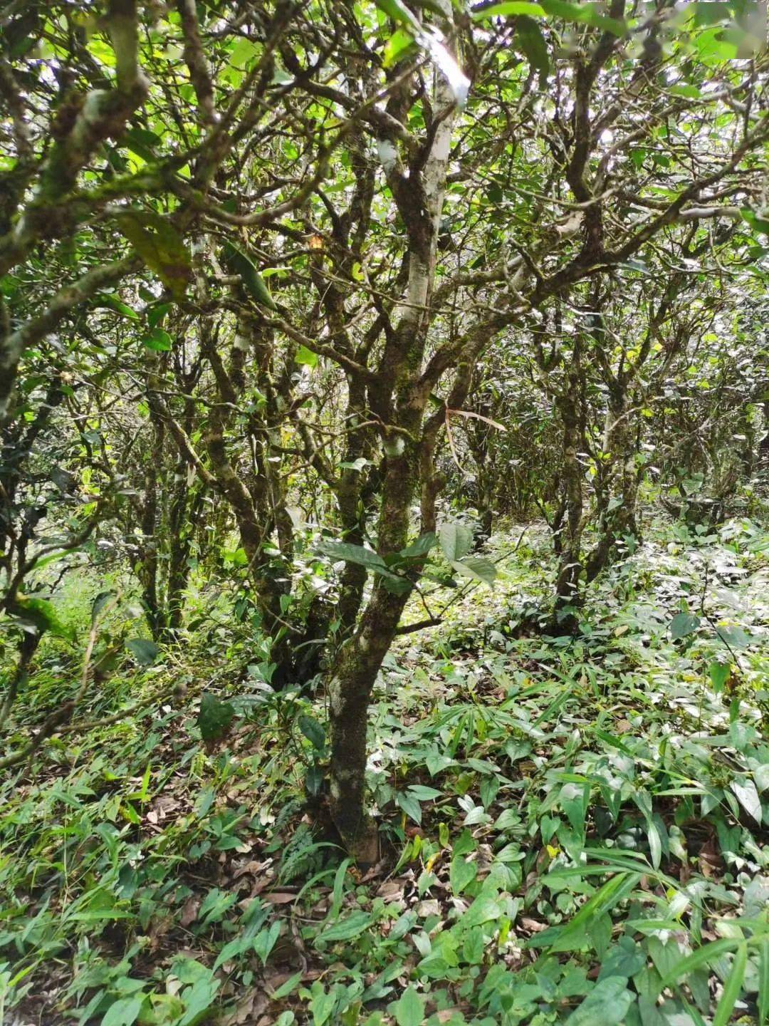 2021年昔歸古樹秋茶價格多少錢？