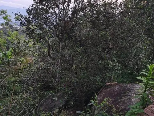 2021年那罕古樹秋茶價(jià)格是多少？