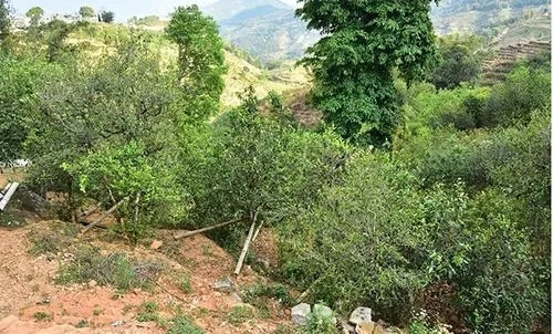 2021那罕古樹(shù)秋茶為何被稱(chēng)為小昔歸？