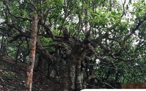 2021年忙肺古樹秋茶臨滄四大名茶之一！