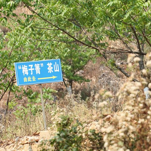 2021年梅子箐古樹秋茶口感！