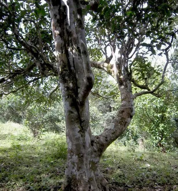 2021年巖子頭古樹秋茶，亂石出好茶！