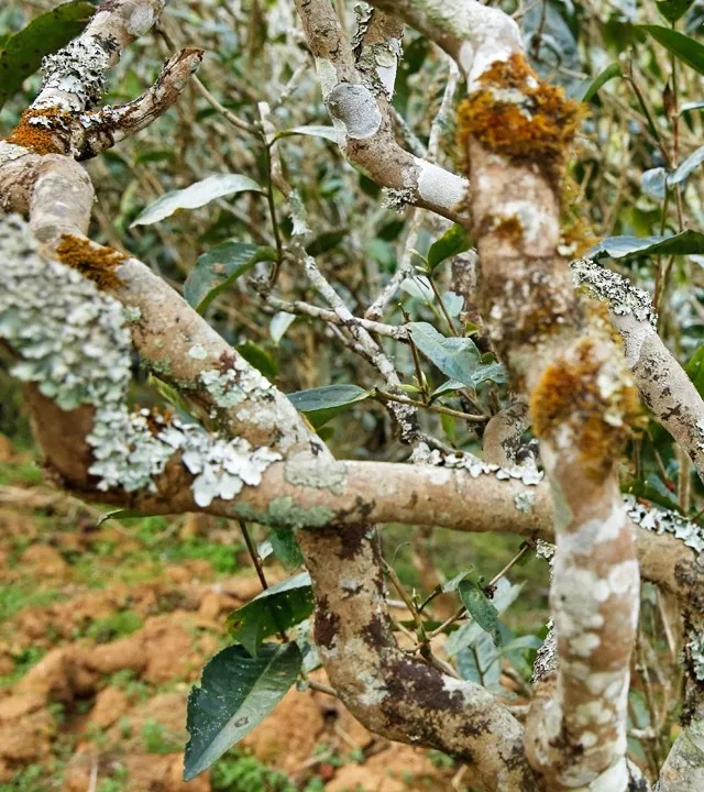 2021年巖子頭古樹秋茶多少錢一公斤？