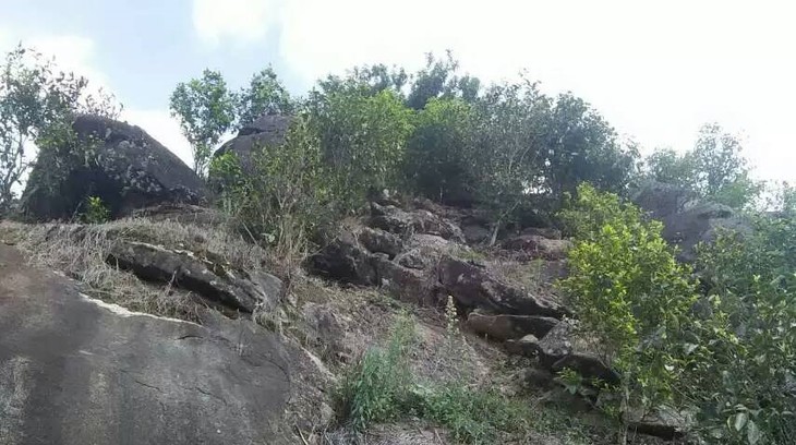 2021年巖子頭古樹秋茶內(nèi)含物質(zhì)可以和昔歸古樹毛茶相娉美·！