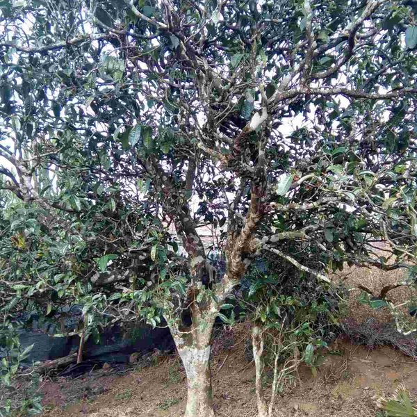 2021馬鞍山古樹秋茶口感？