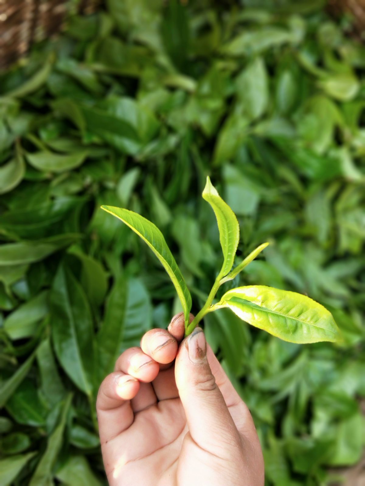 2021年馬鞍山古樹秋茶特點是什么？