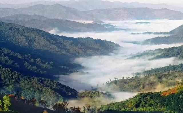 2021白鶯山古樹秋茶特點？