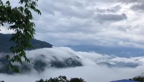 2021年白鶯山古樹秋茶多少錢一公斤？