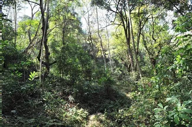 2021年老班章古樹秋茶特點？