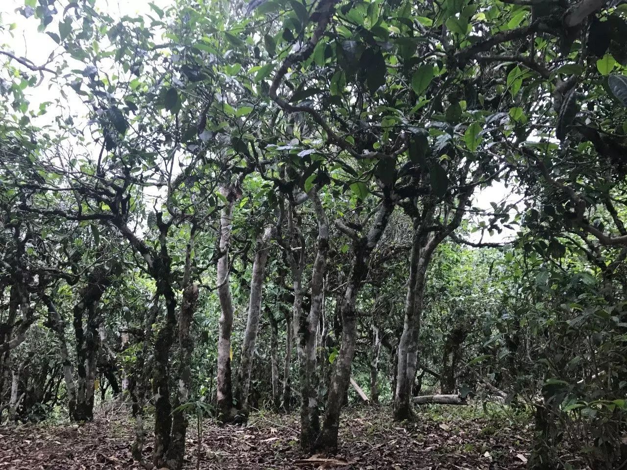 2021年老班章古樹秋茶口感是什么？