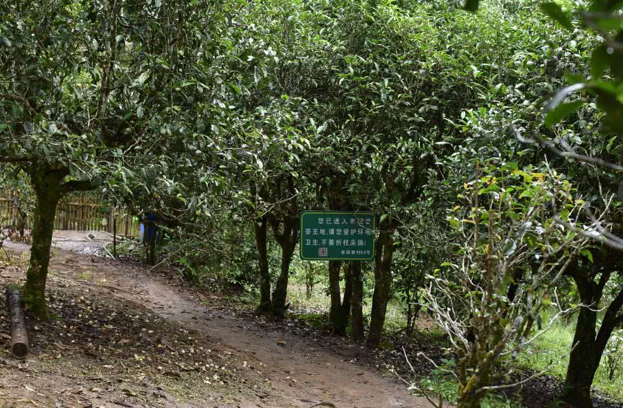 2021年老班章古樹秋茶價格？