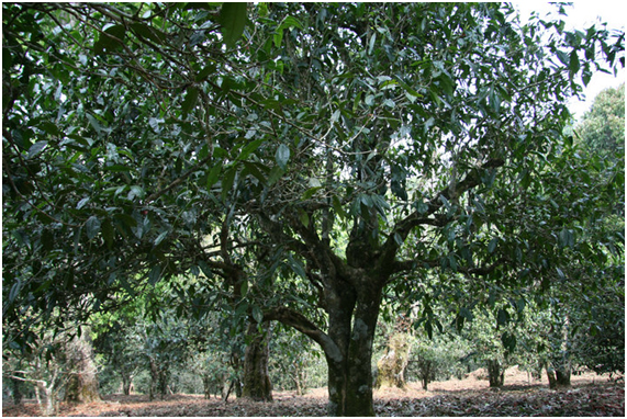 2021年老班章古樹秋茶多少錢一公斤？