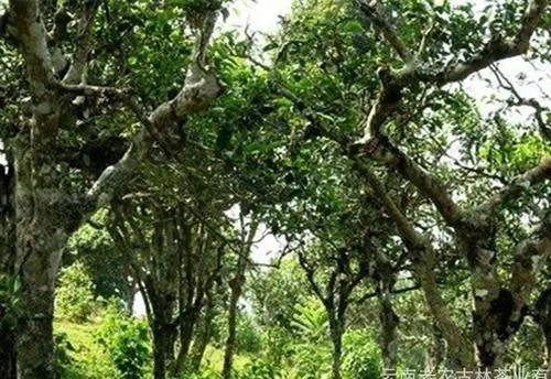 2021年新班章古樹秋茶特點？