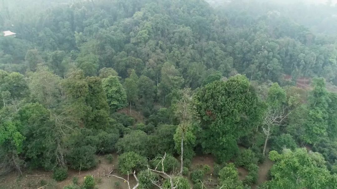 2021年新班章古樹秋茶口感是什么？