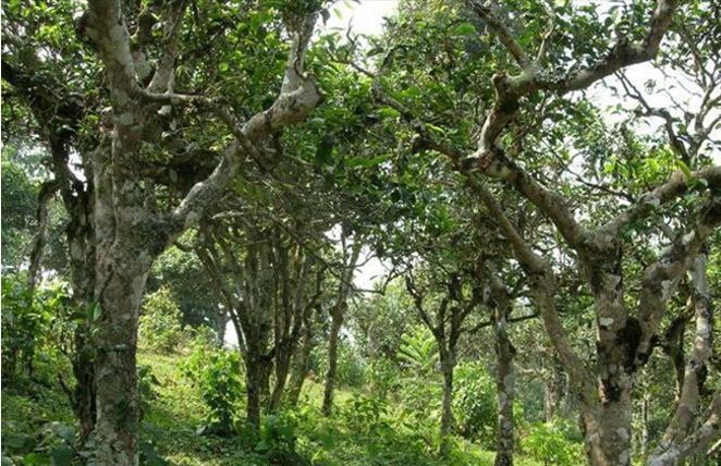 2021年新班章古樹秋茶多少錢一公斤？