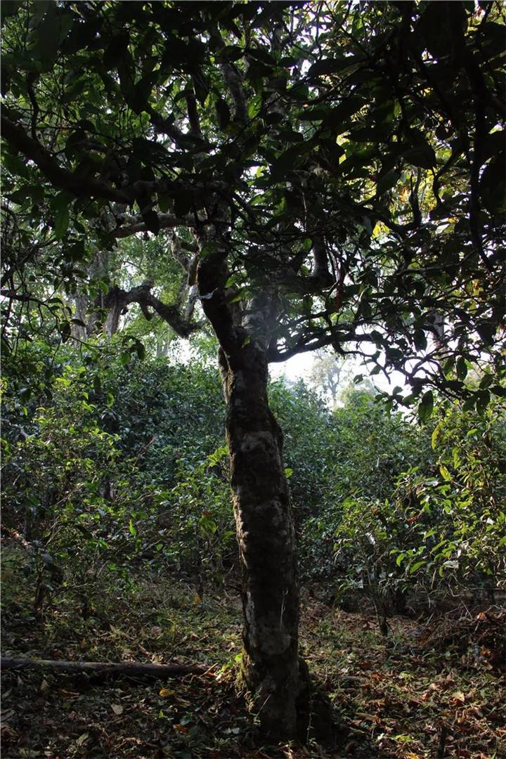 2021年老曼峨古樹秋茶口感是什么？