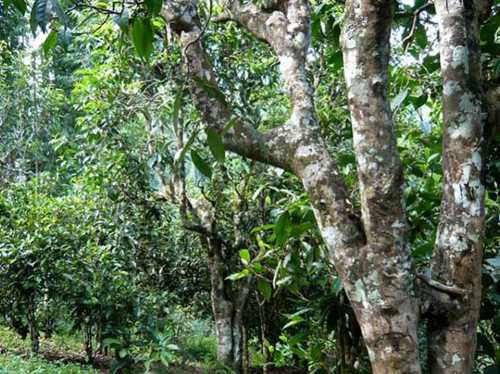 2021老曼峨古樹秋茶多少錢一公斤？