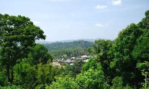 2021年老曼峨古樹秋茶口感最霸氣的山頭！