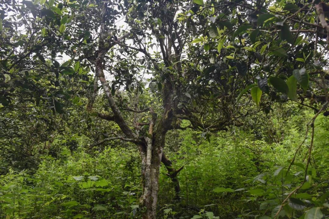 2021年班章茶區(qū)壩卡囡古樹秋茶口感？