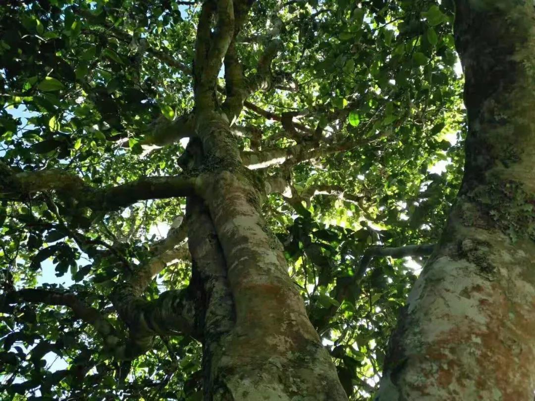 2021年班章茶區(qū)壩卡囡古樹秋茶特點？