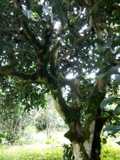 2021年班章茶區(qū)壩卡囡古樹秋茶多少錢一公斤？