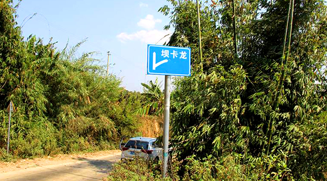 2021班章茶區(qū)壩卡竜古樹秋茶特點！