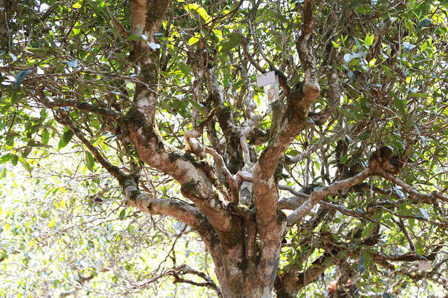 2021年布朗山班盆古樹秋茶口感？