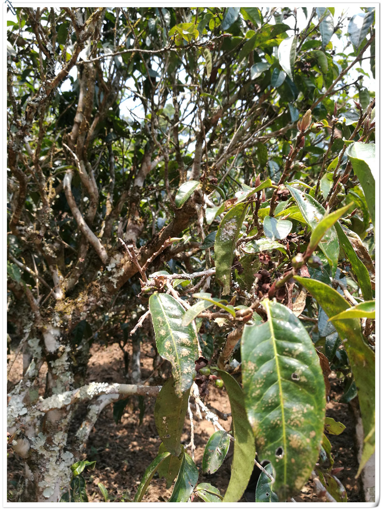 2021年布朗山班盆古樹秋茶多少錢一公斤？