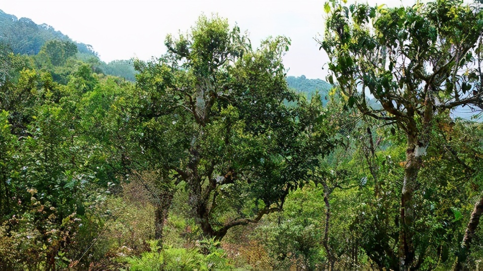 2021賀開(kāi)古樹(shù)秋茶價(jià)格是多少？