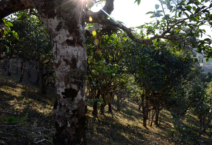 2021年班盆古樹秋茶特點(diǎn)？