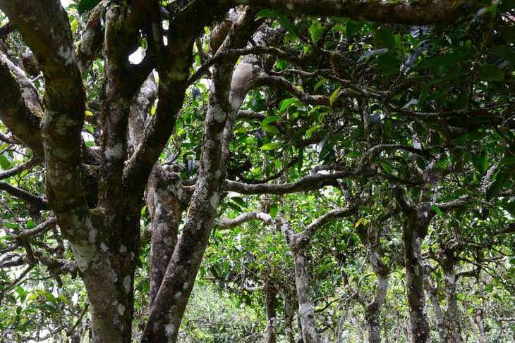 2021年老班章“鄰居”，班盆古樹秋茶茶來了！