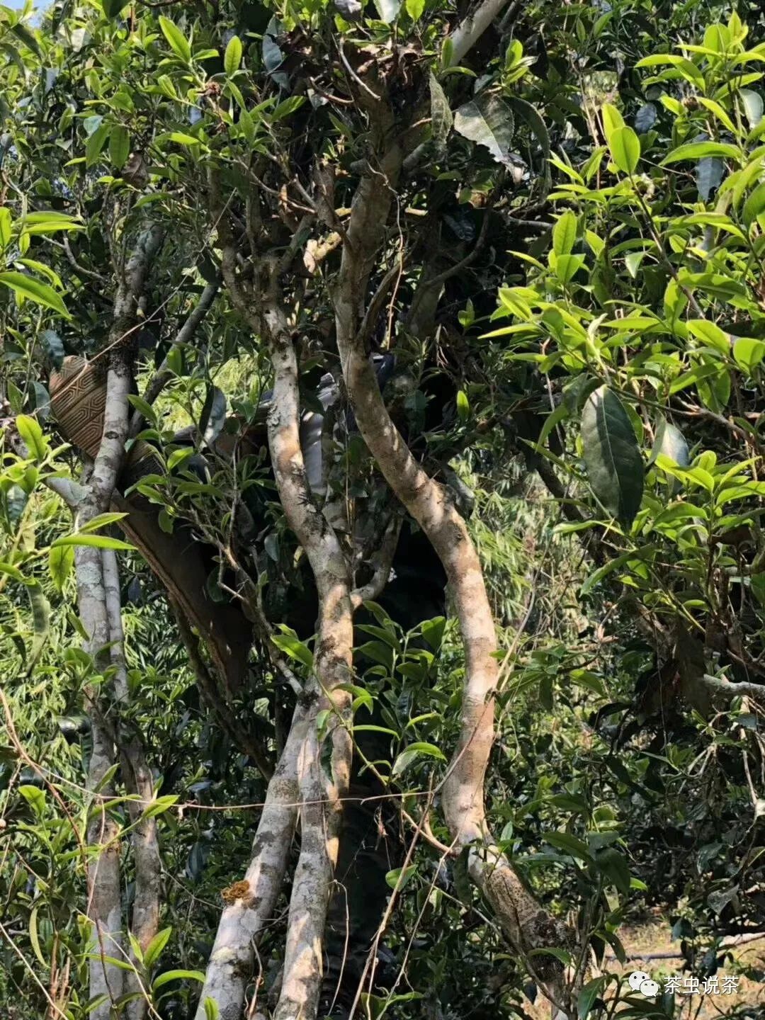 2021年廣別老寨古樹秋茶價(jià)格？