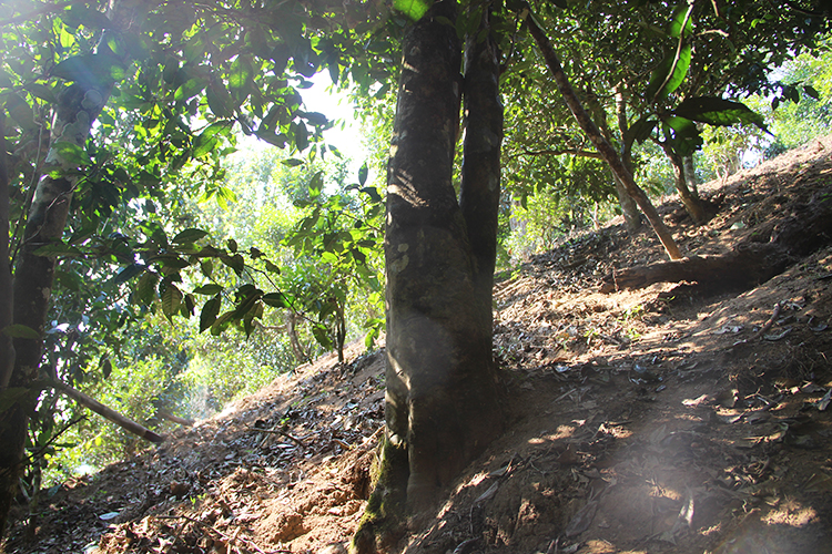 2021年廣別老寨古樹秋茶為何被稱為妖茶？