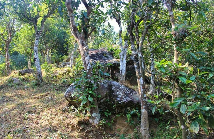 2021年勐宋那卡古樹秋茶特點？