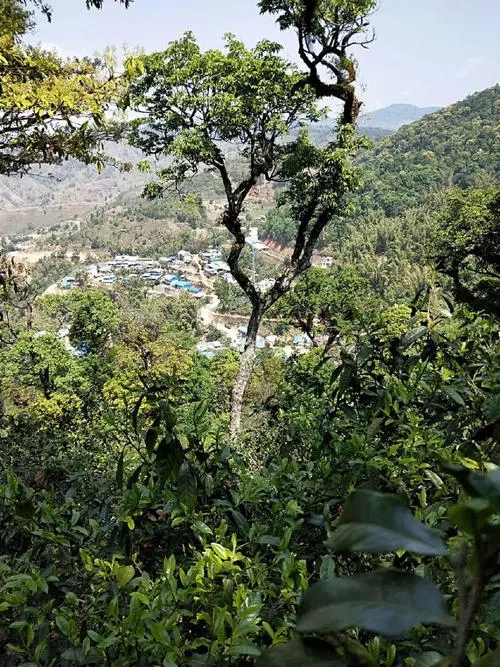 2021年勐宋那卡古樹秋茶價(jià)格？