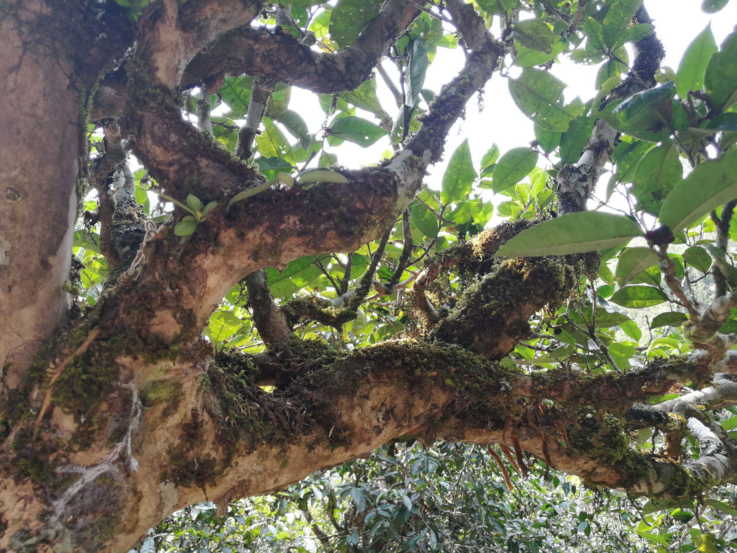 2021年勐宋那卡古樹秋茶品鑒實(shí)錄！