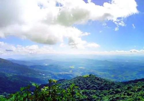 2021年滑竹梁子古樹秋茶特點？