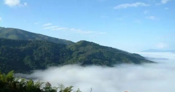 2021年滑竹梁子古樹品鑒實錄？