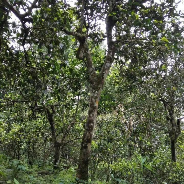 2021年巴達(dá)山章朗古樹秋茶口感？