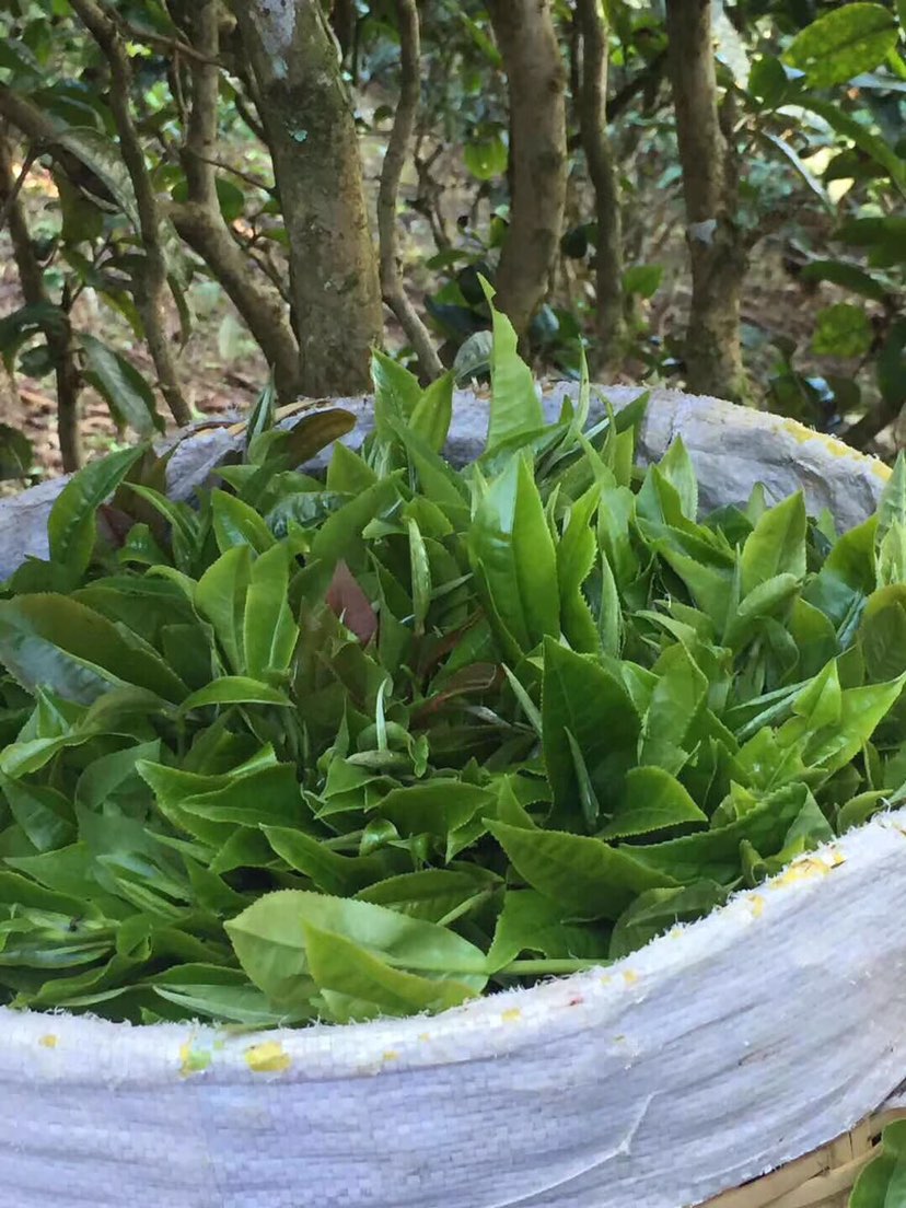 2021年巴達(dá)山章朗古樹秋茶多少錢一公斤？