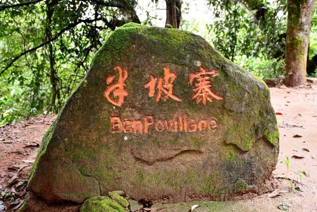 2021年南糯山半坡老寨古樹秋茶口感？