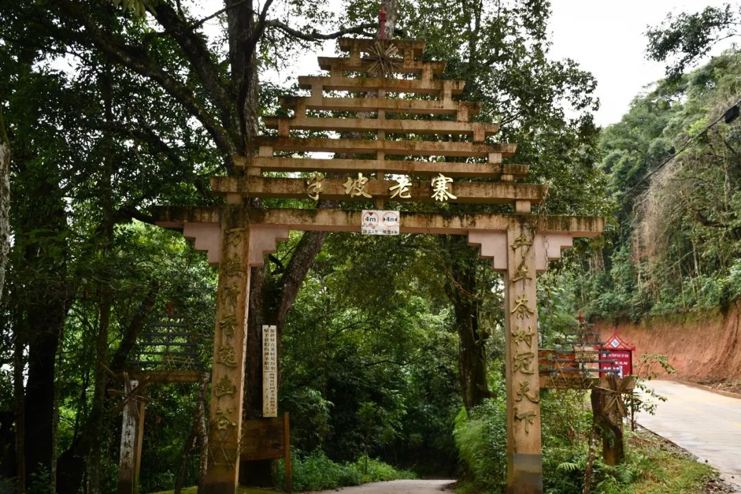 2021年南糯山半坡老寨古樹秋茶特點(diǎn)？