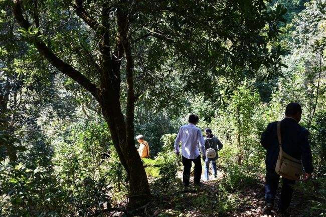 2021年南糯山拔瑪老寨古樹秋茶特點(diǎn)是什么？