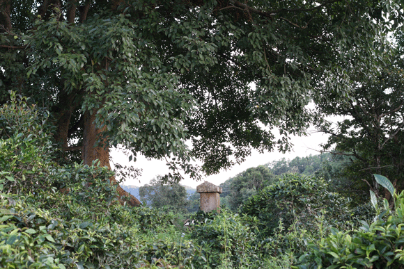 2022年迷帝古樹春茶口感是什么？